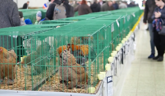 Výstavné pavilóny Agrokomplexu opäť zaplnia najrôznejšie plemená zvierat
