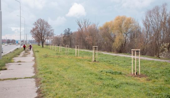 V Nitre pribudne viac ako 200 stromov, 30 z nich už vysadili