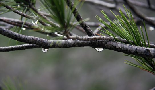 Predpoveď počasia: Slnečných dní ubudne, zrážok pribudne