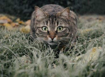 V mestskej časti Nitry našli 6 uhynutých mačiek. Veterinárka hovorí o možnej otrave
