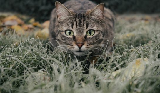 V mestskej časti Nitry našli 6 uhynutých mačiek. Veterinárka hovorí o možnej otrave