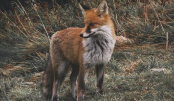 V obytných častiach mesta sa objavili líšky 