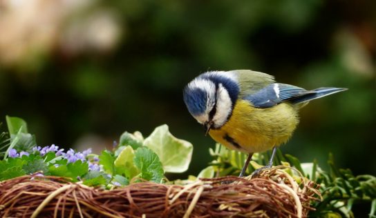 Výstava Ponitrianskeho múzea približuje vtáky v ich najdôležitejšom a najzraniteľnejším období roka