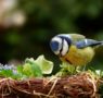 Výstava Ponitrianskeho múzea približuje vtáky v ich najdôležitejšom a najzraniteľnejším období roka