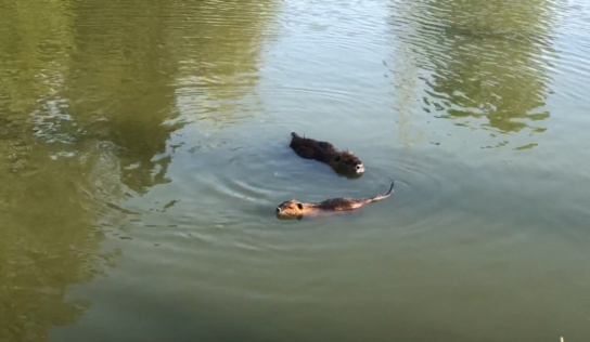 V centre Nitry sa premnožili nutrie