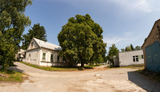 V ankete Strom roka súťaží aj 140-ročný pagaštan z Nitrianskeho kraja
