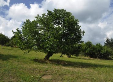 Festival moruše čiernej ponúkne prechádzky krajinou, ochutnávky špecialít a iné