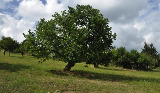 Festival moruše čiernej ponúkne prechádzky krajinou, ochutnávky špecialít a iné