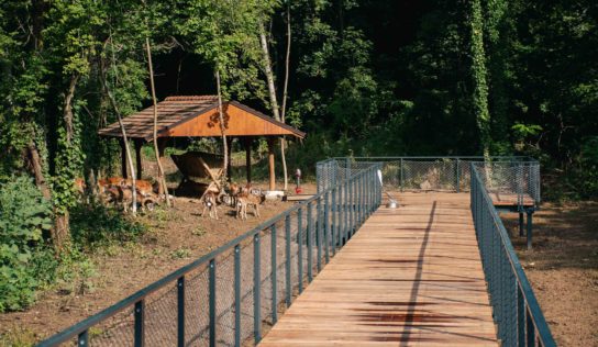 Muflóny a daniele zo Starého parku v Nitre už majú nový domov