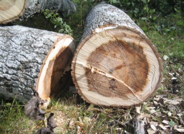 Rekonštrukcia rozvodov tepla si vyžiada v Zlatých Moravciach výrub drevín