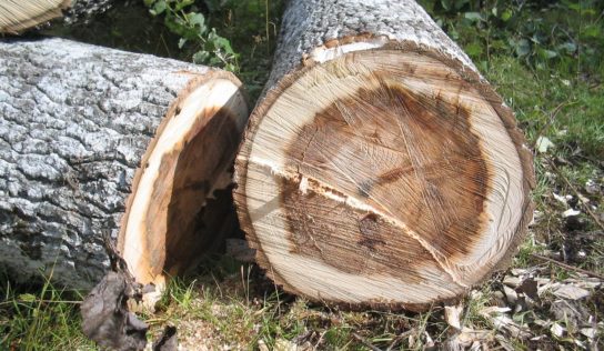 Rekonštrukcia rozvodov tepla si vyžiada v Zlatých Moravciach výrub drevín