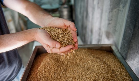 Slovensko prvýkrát vyrobilo viac sladu ako pšeničnej múky