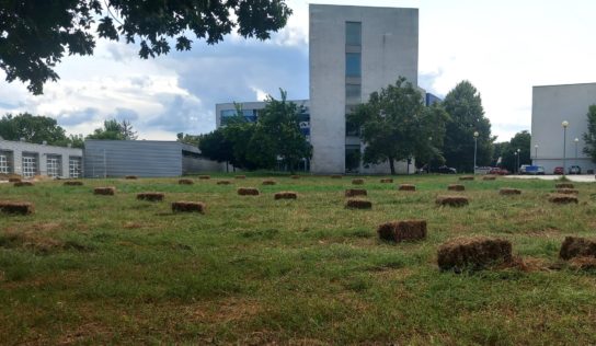 Novozaložené biodiverzitné lúky v SPU majú za sebou prvú kosbu