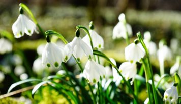Predpoveď počasia: Meteorologická jar prišla s príjemnými jarnými teplotami