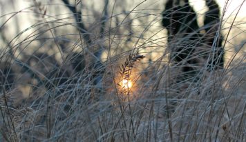 Predpoveď počasia: Nasledujúce dni budú teploty stúpať