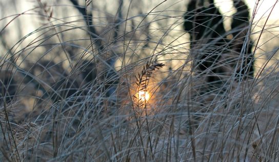 Predpoveď počasia: Nasledujúce dni budú teploty stúpať