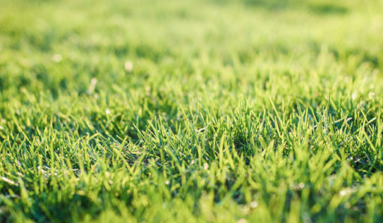 Mesto Nitra pripravuje revitalizáciu parku na Jarmočnej ulici