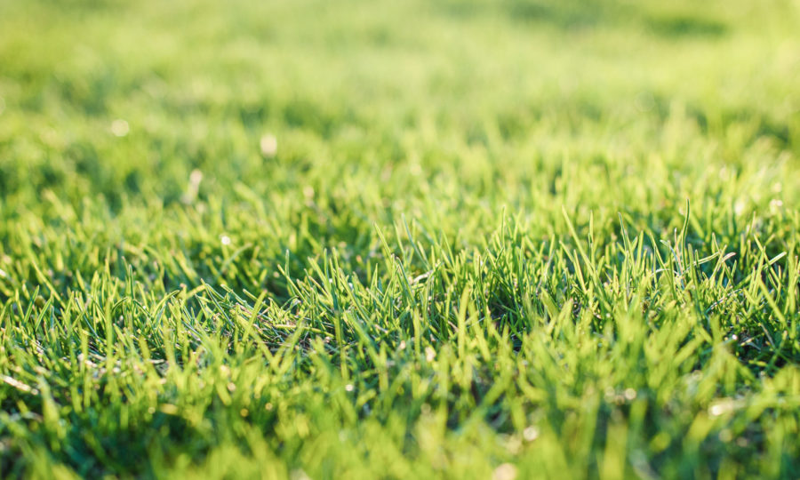 Mesto Nitra pripravuje revitalizáciu parku na Jarmočnej ulici